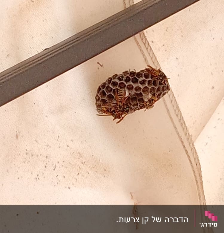 קן צרעות על בד לבן